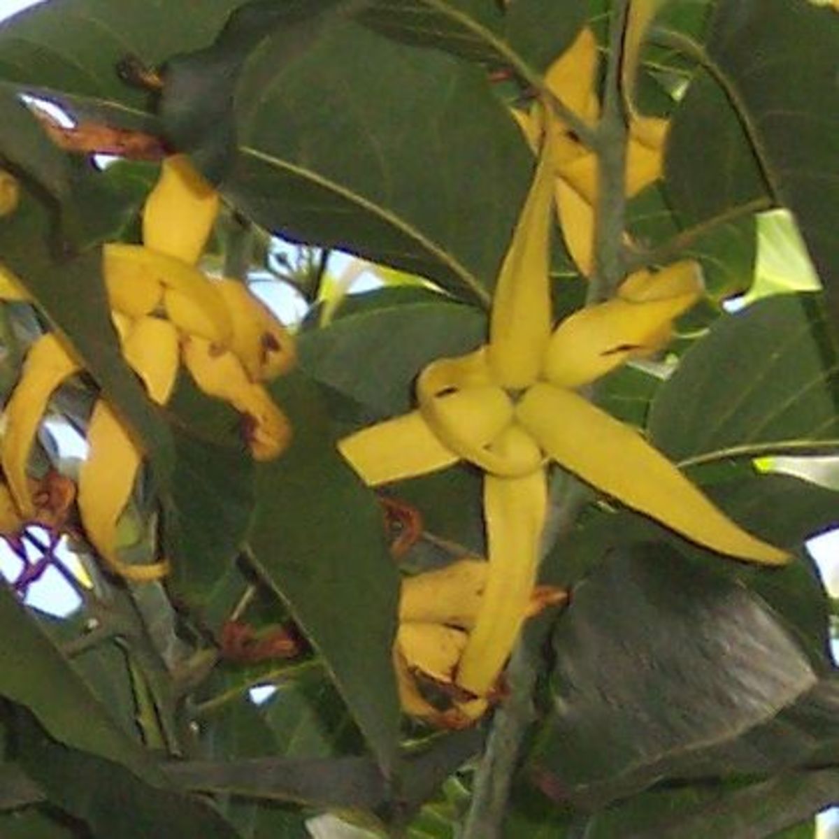 Flowers of the Cananga Odorata tree, from which Ylang Ylang oil is distilled.