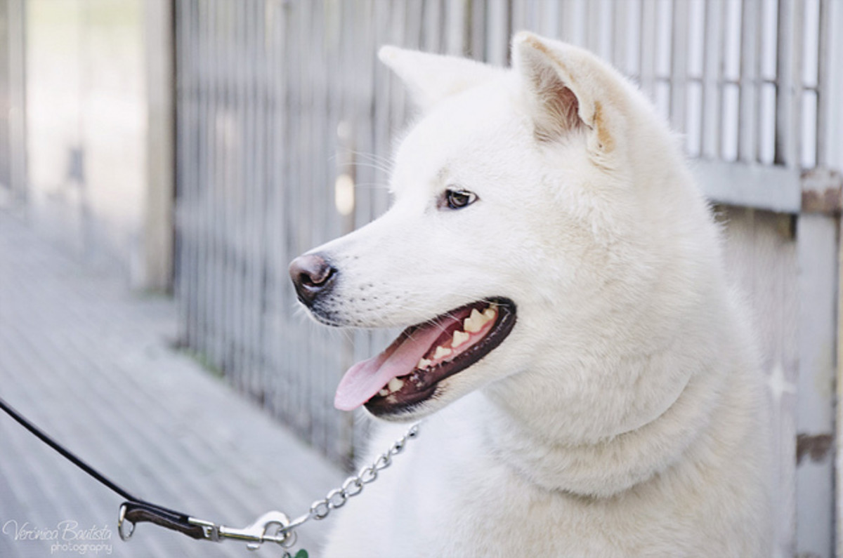 20 Japanese Dog Names Male & Female From Akio to Yuri   PetHelpful