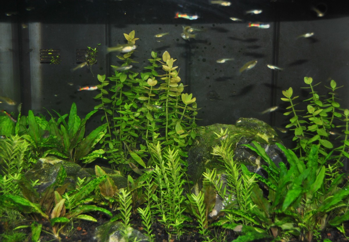 Best Aquarium Filters for 10-Gallon Fish Tanks