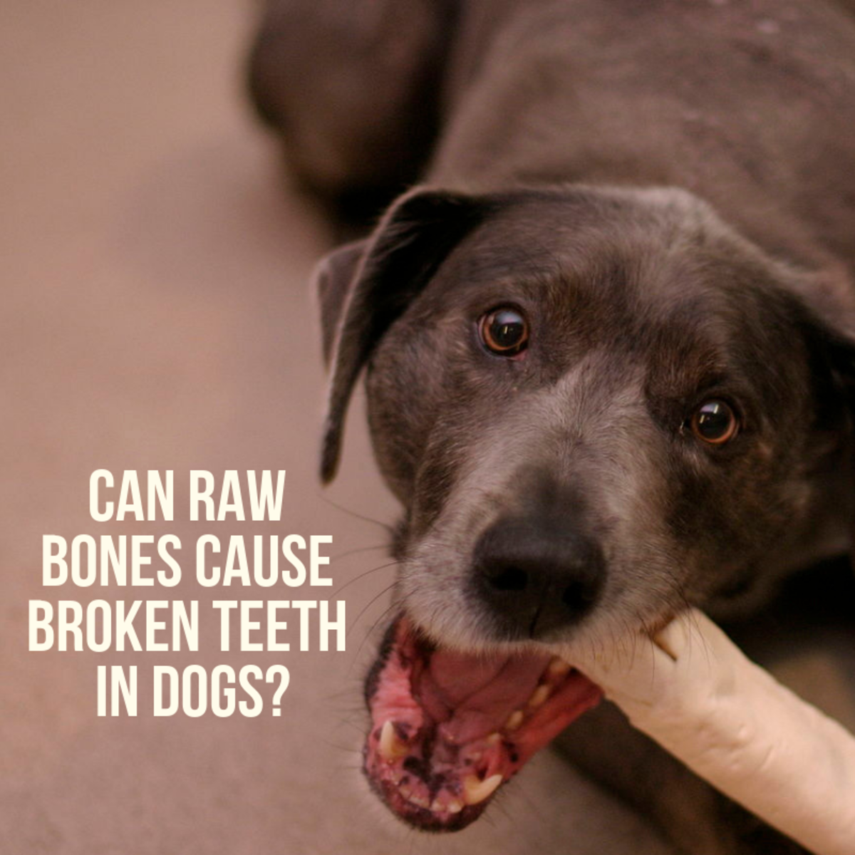 Broken Dog Teeth From Antlers and Raw Bones