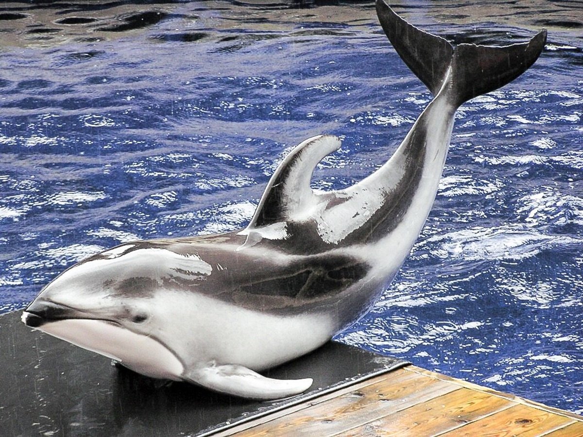 Spinnaker was a rescued Pacific white-sided dolphin that lived at the Vancouver Aquarium.