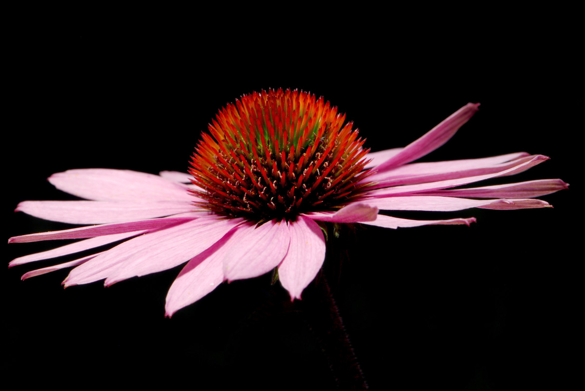 3 Amazing Ways Echinacea Heals and What Science Says