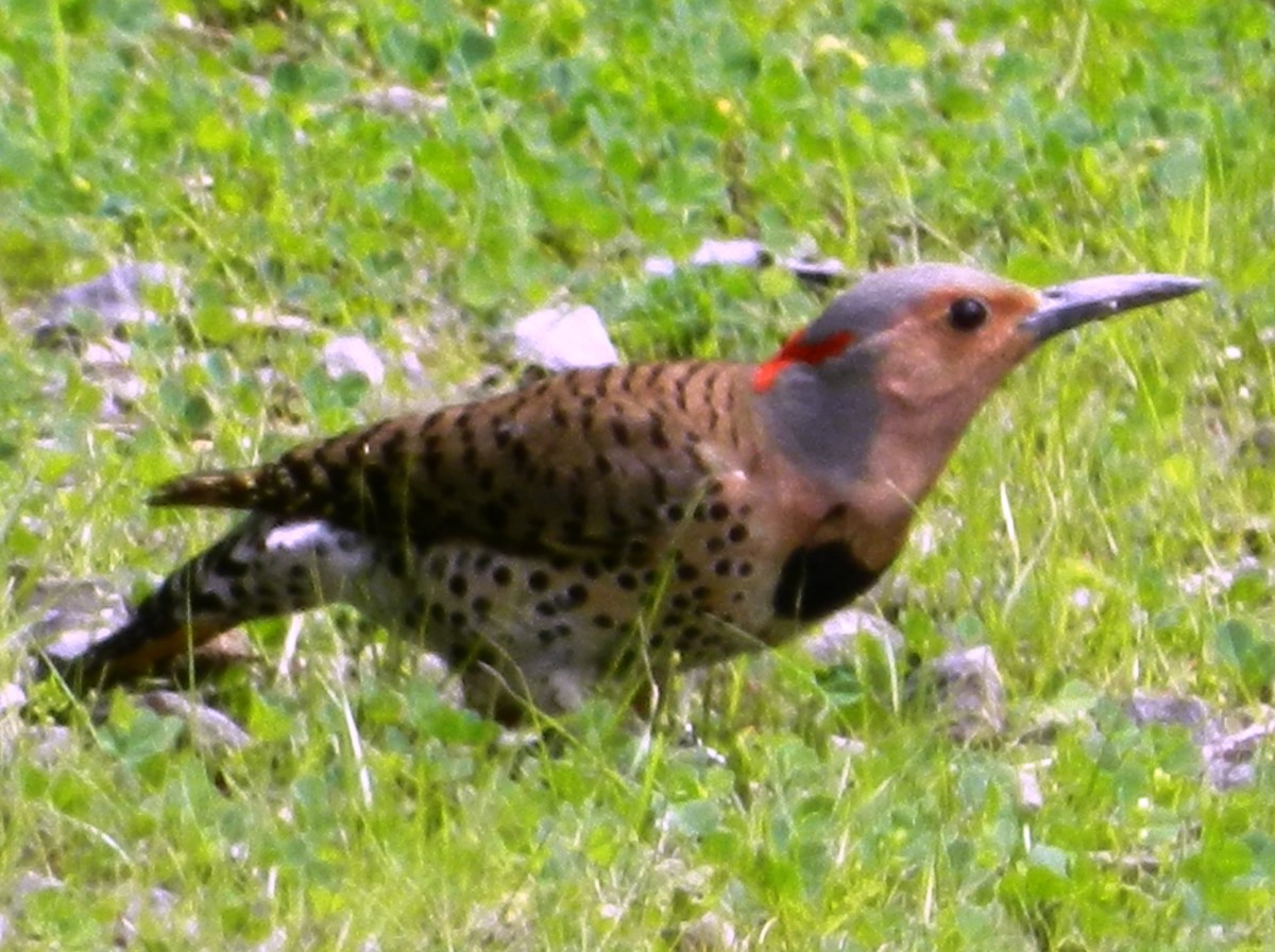 Getting started in birding and spotting interesting birds like this Northern Flicker is easy for beginners. 