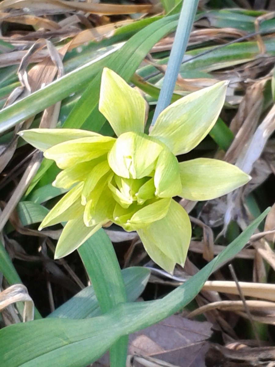 The Ugliest Daffodil in the World: The Derwydd