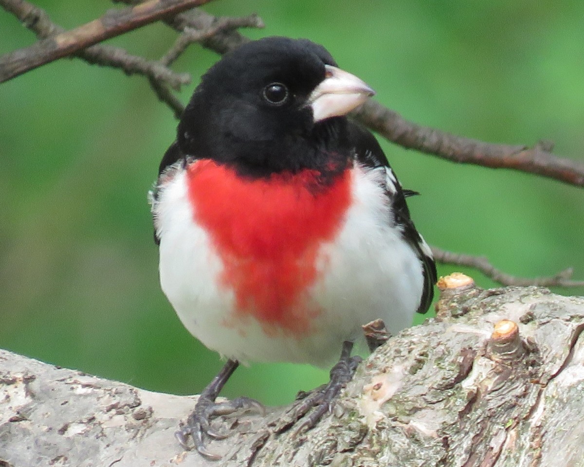 Rose-Breasted Grosbeak Facts, Pictures, and Migration