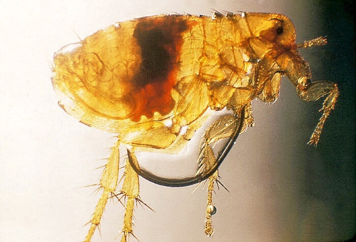 This flea (Xenopsylla cheopis) has blood and a mass of Yersinia pestis cells in its midgut. The bacterial cells are passed to humans by flea bites and cause plague.