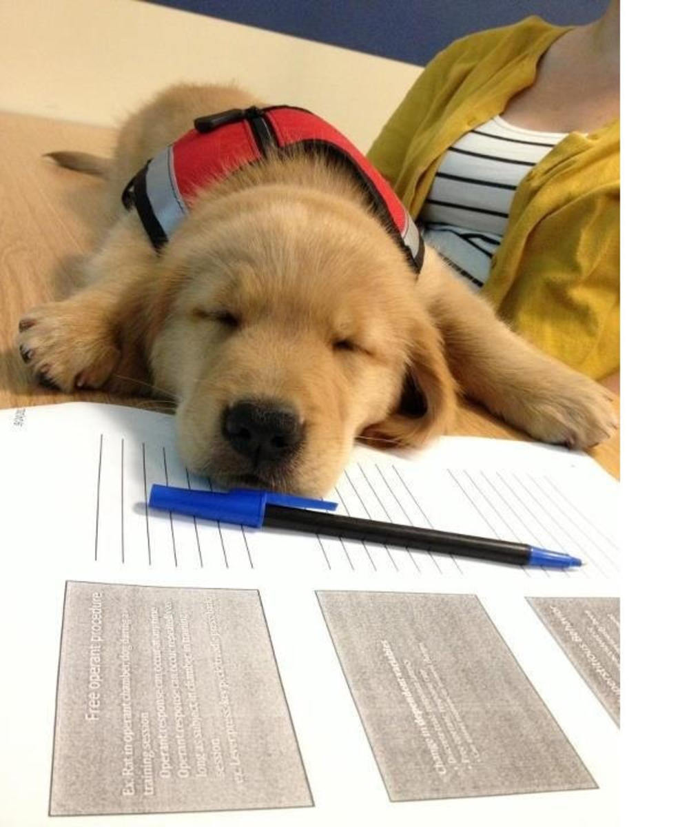 Assistance dog in  training