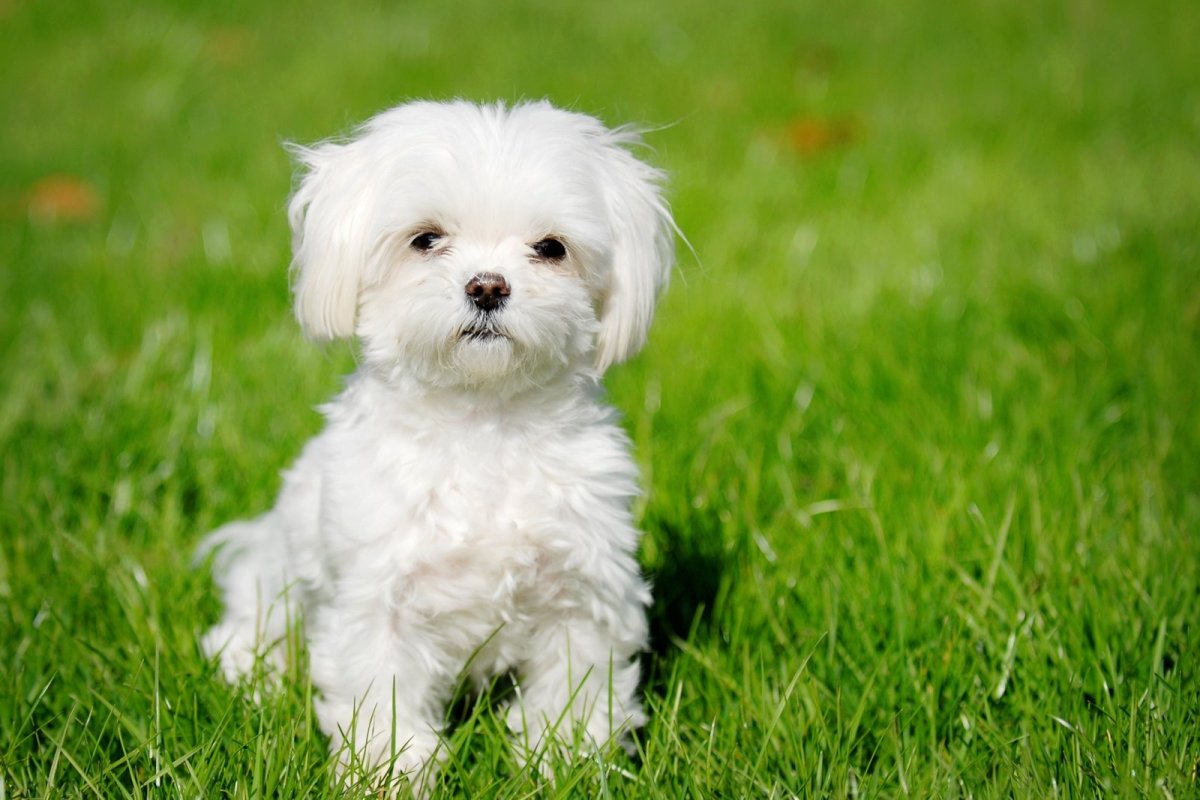 10 Most Expensive Dog Breeds In India PetHelpful