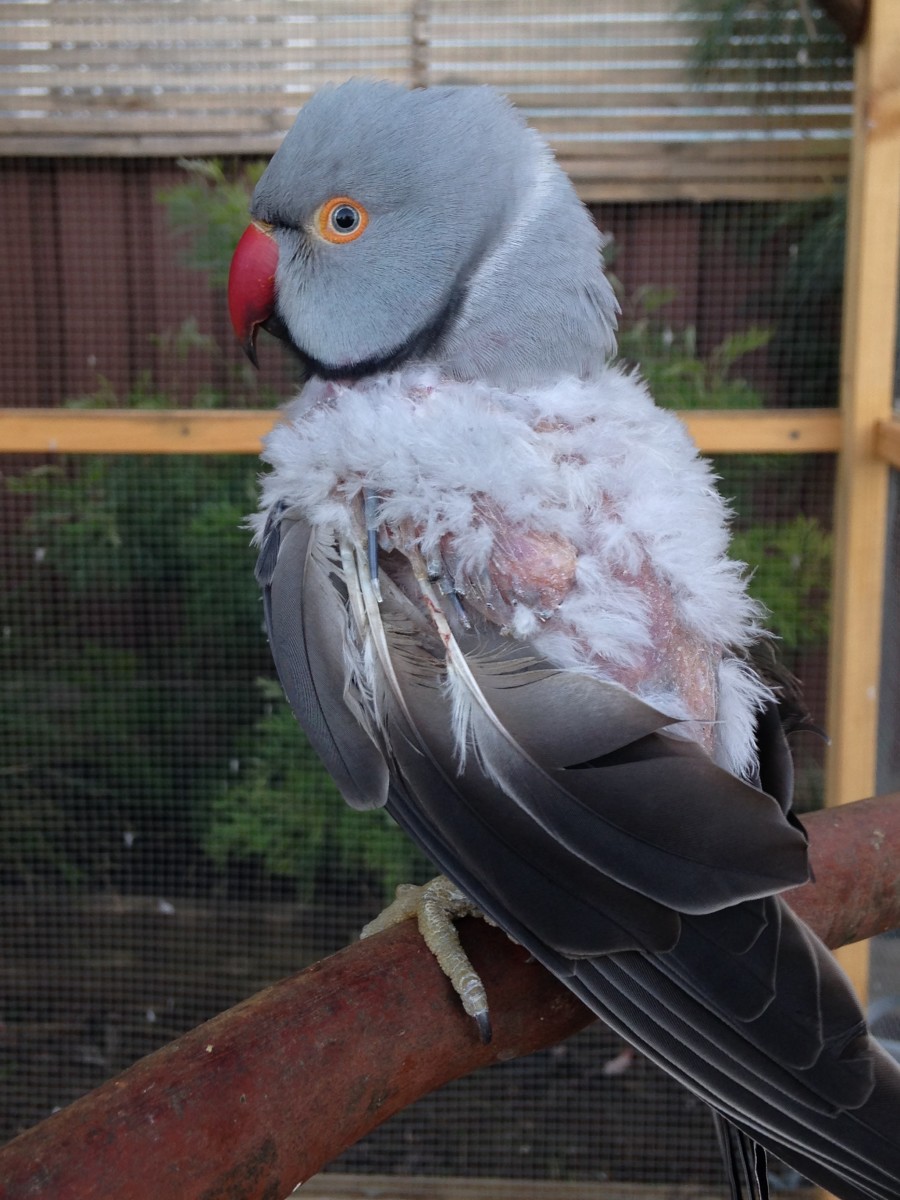 Why Is My Ring-Necked Parrot Feather-Plucking?