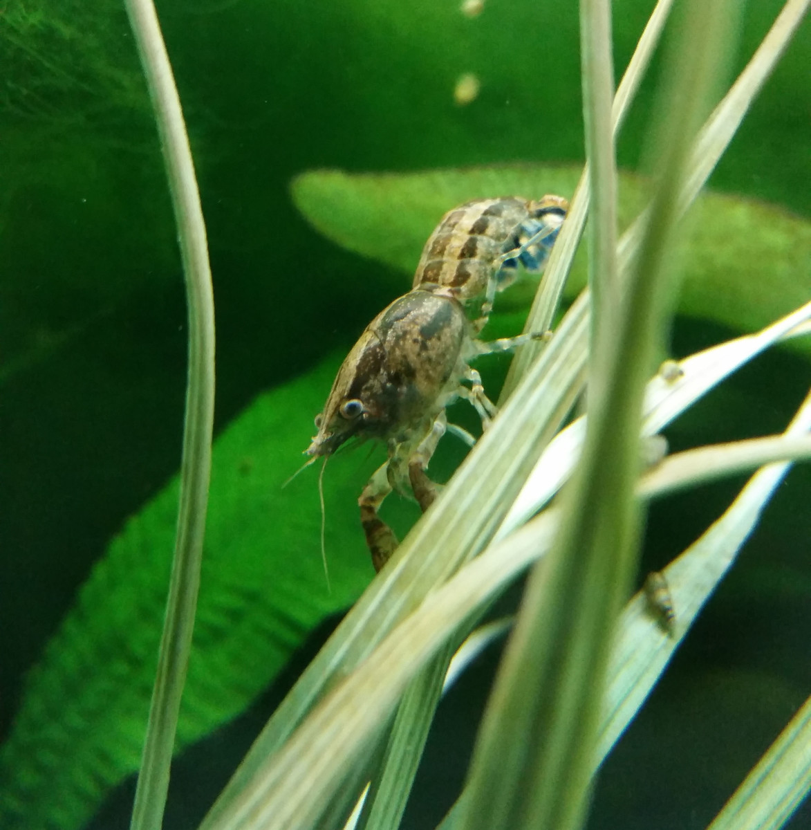 How to Care for Cajun Dwarf Crayfish (Cambarellus shufeldtii) PetHelpful