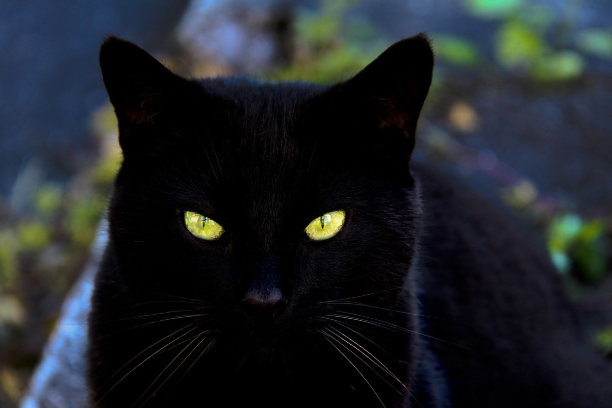 Badass Names For Black Cats PetHelpful