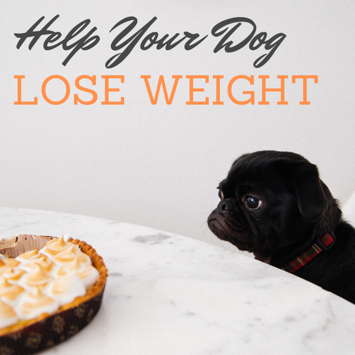 how much weight can a dog lose in a month