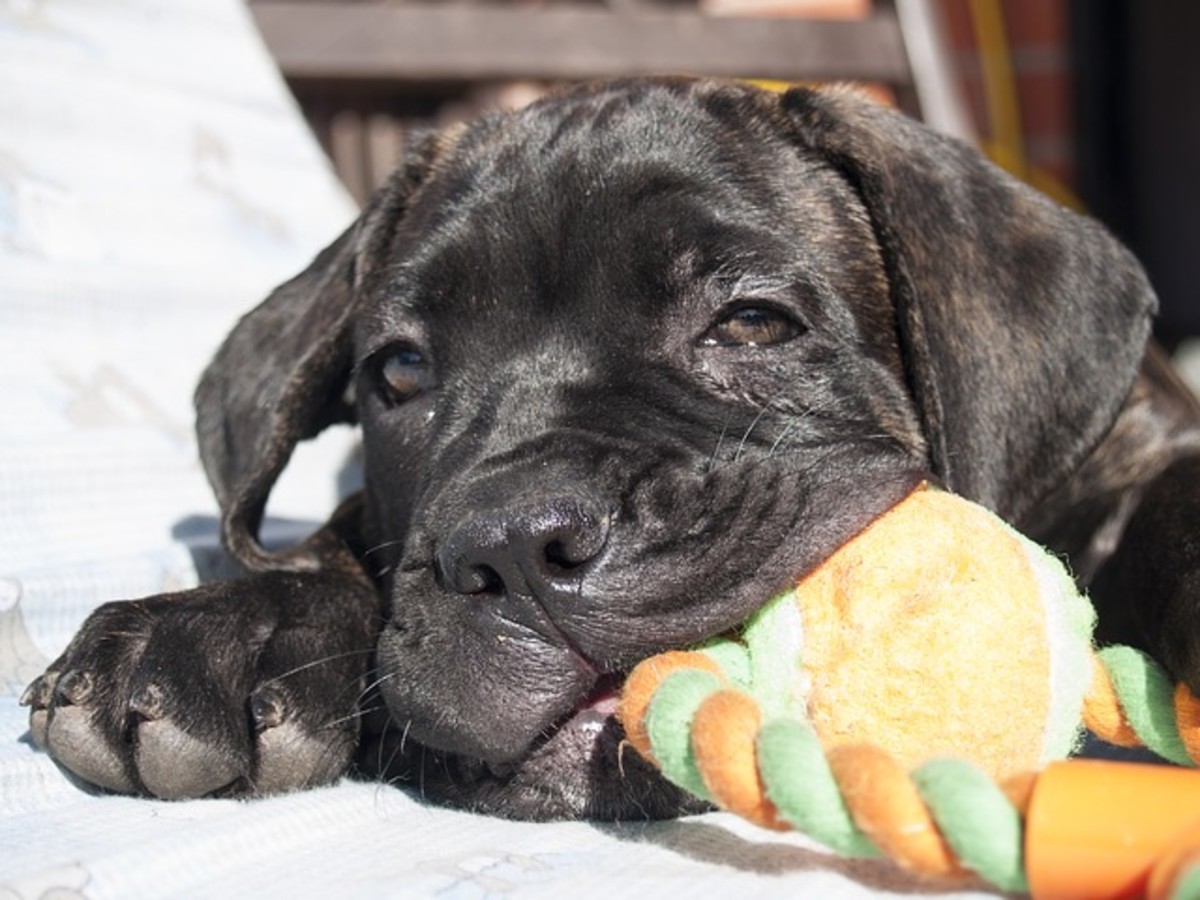 Cane Corso puppies, and other dogs that look like guards, should always be taught to refuse food from strangers.