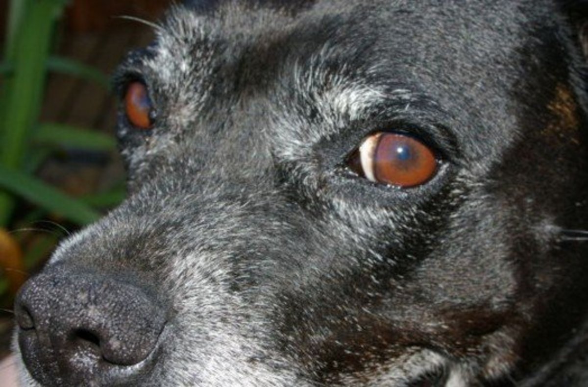 Masses on eyelids on dogs are not uncommon.