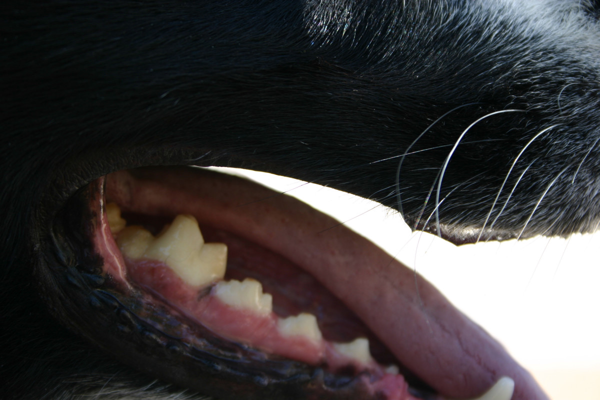 Why do dog teeth need to be extracted?