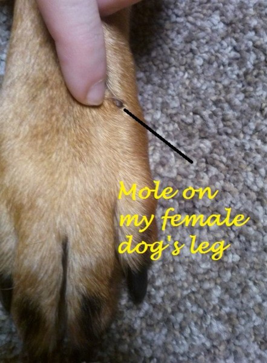 Black mole on dog's leg: dome-shaped melanocytoma.