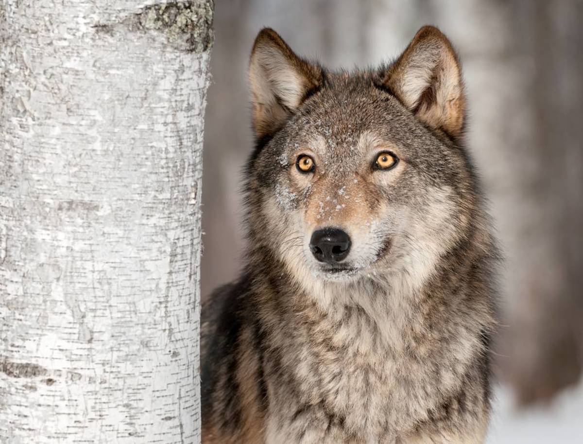 dogs that look like wolves