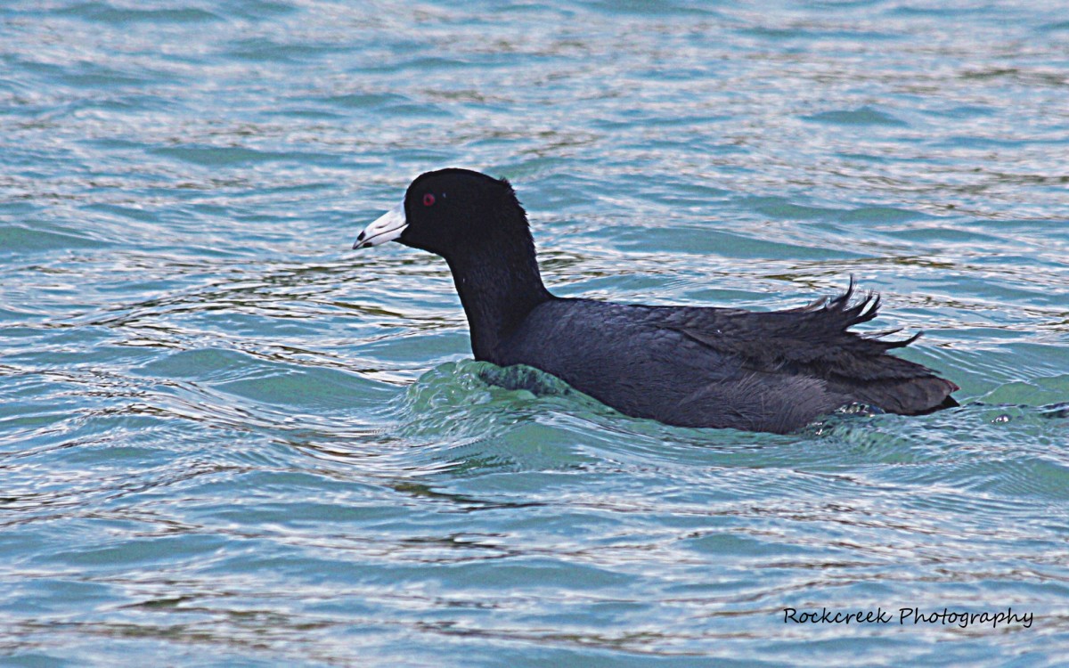The American Coot: Interesting Facts and Information