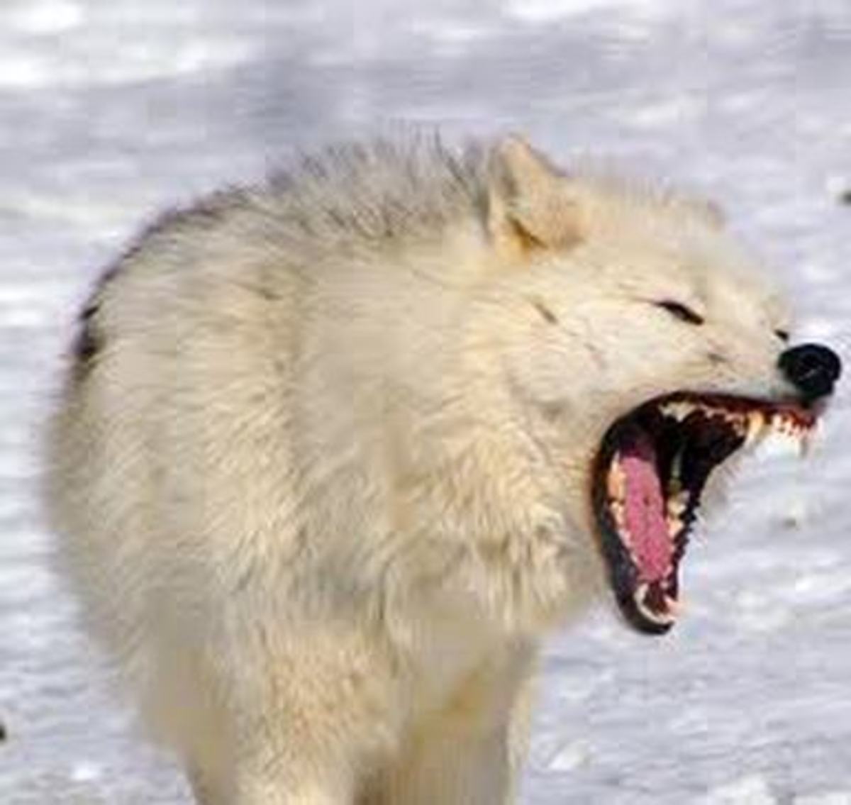 the-arctic-wolves