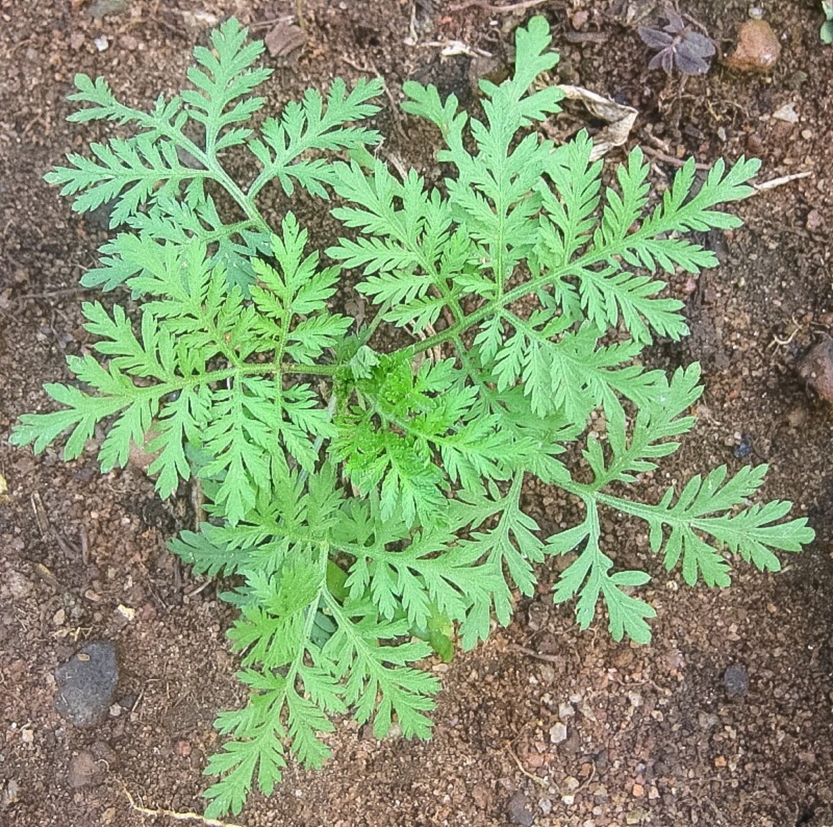 A young sweet wormwood plant
