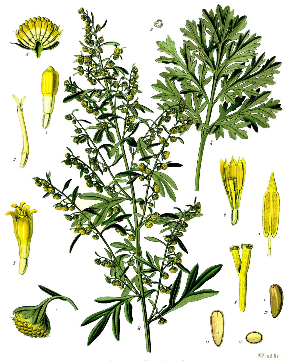 Flowers, seeds, and leaves of Artemisia absinthium are typical of the genus, although some species are not as colourful.