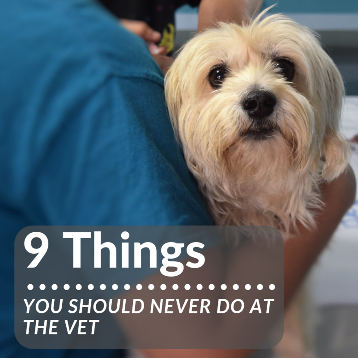9 Things You Should Never Do at a Veterinary Clinic