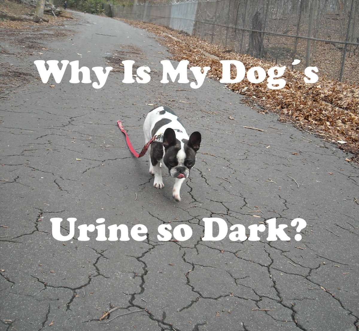 Reasons why your dog´s urine is so dark.