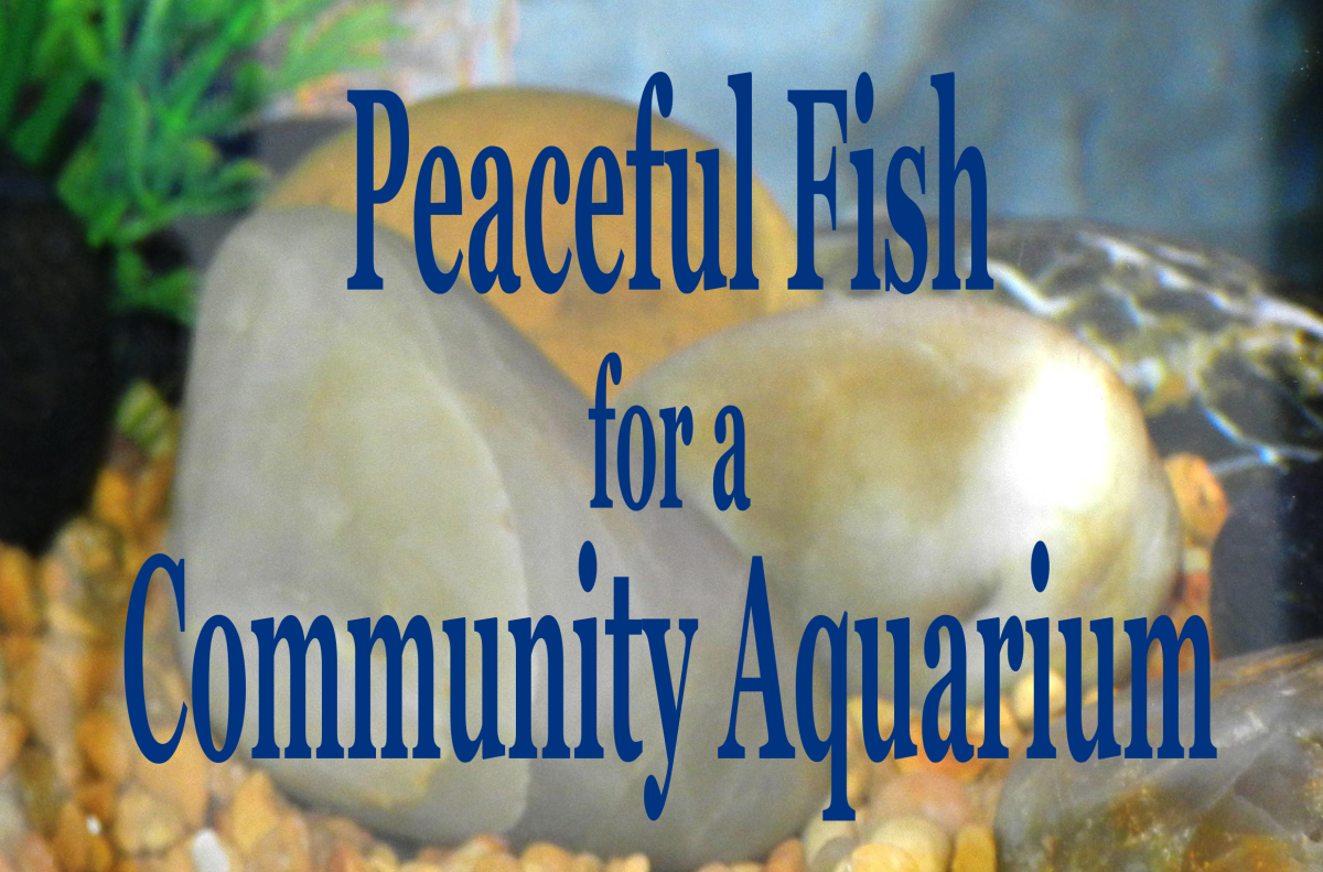 good freshwater community fish