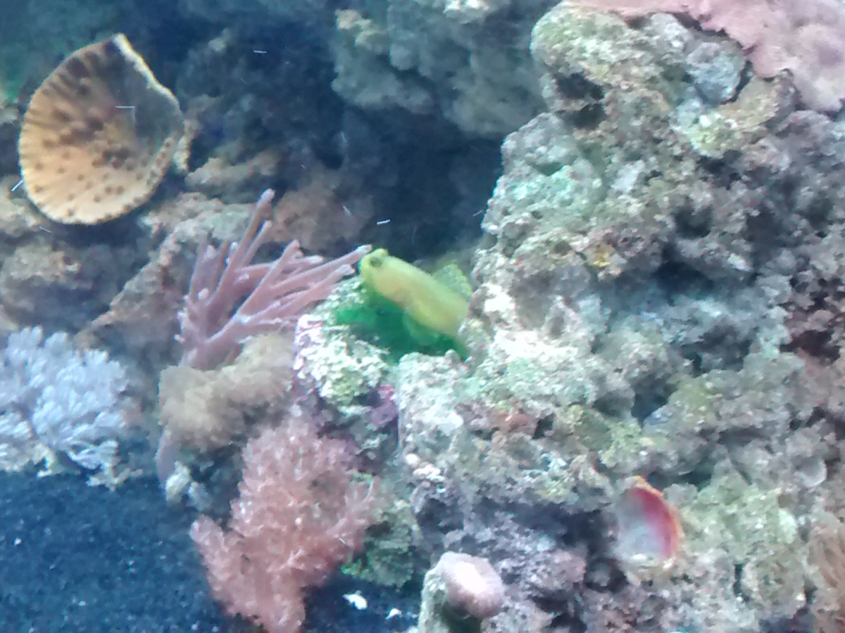 A Yellow Watchman Goby keeps a watchful eye on things, overlooking a garden composed of various soft corals swaying in the current. Watchman Gobies make an excellent first fish species for a saltwater aquarium because of their peaceful nature.
