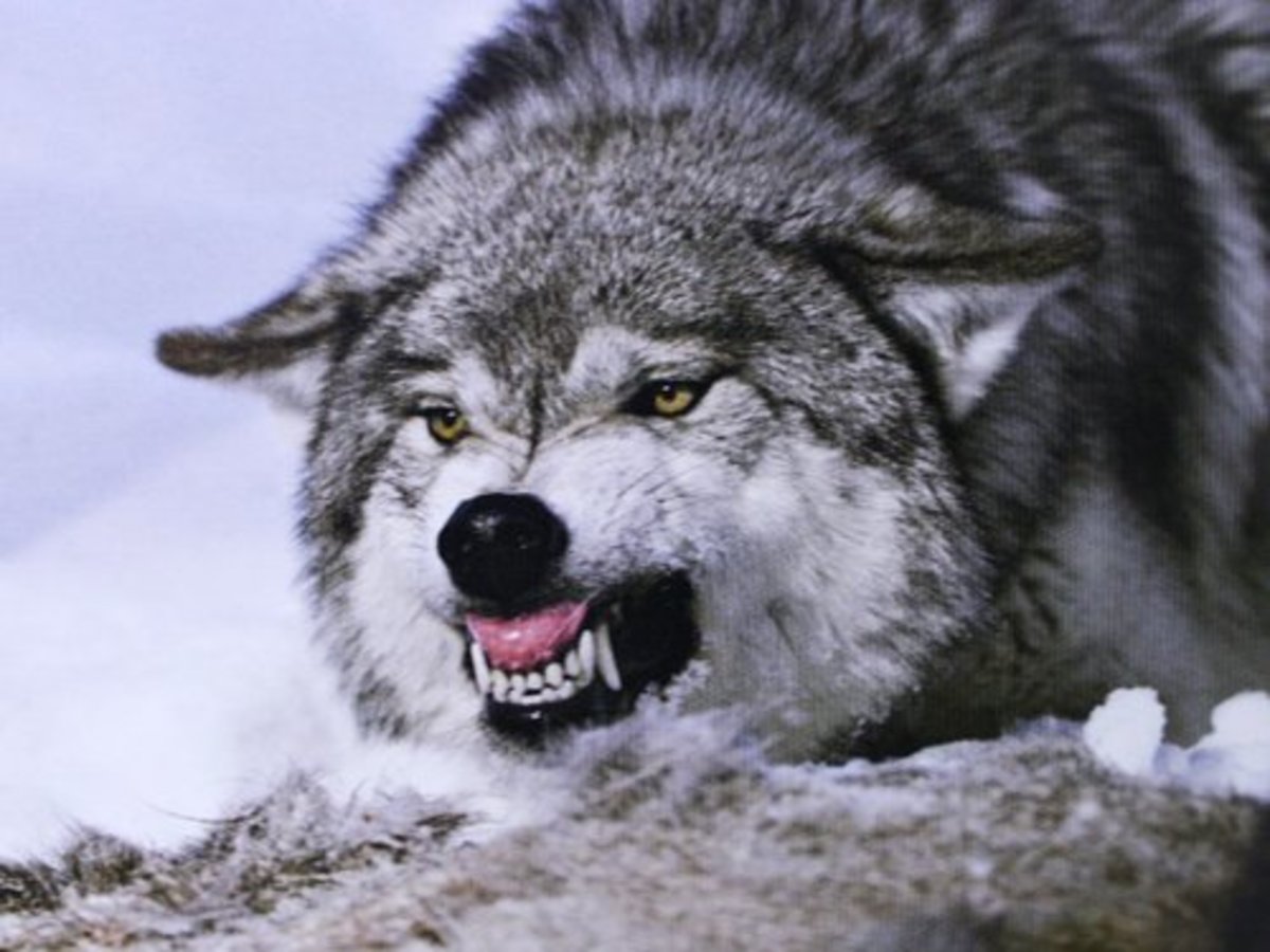 Canis Lupus—The Grey Wolves of Then and Now.