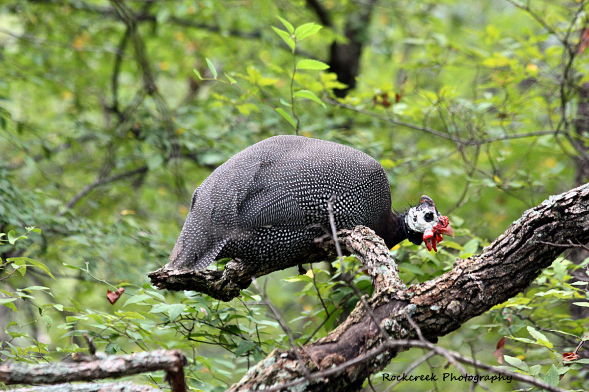 Guinea fowl, roosting in a tree in the woods.