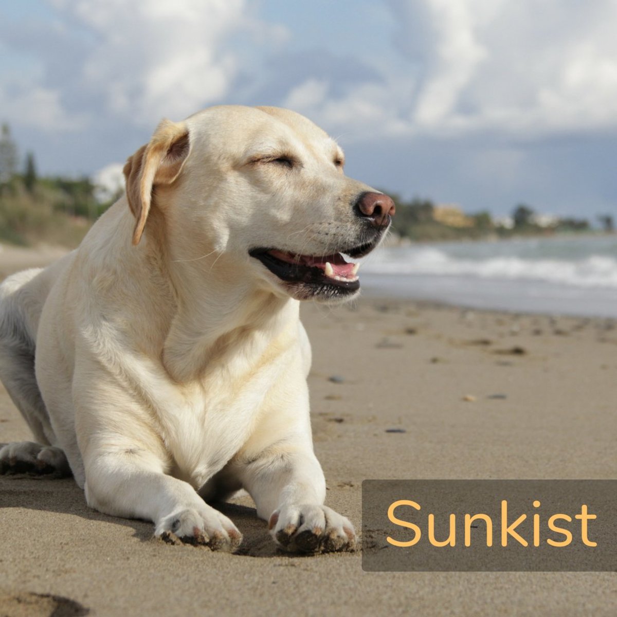 Is your new dog full of life? Sunkist might just be the perfect name. 