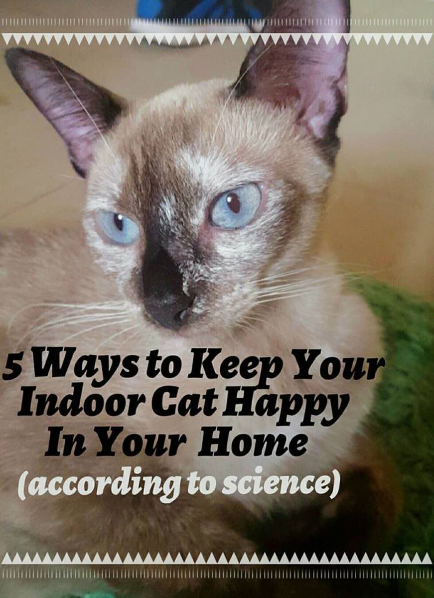Learn how to keep your indoor cat happy and healthy by reading this article. 