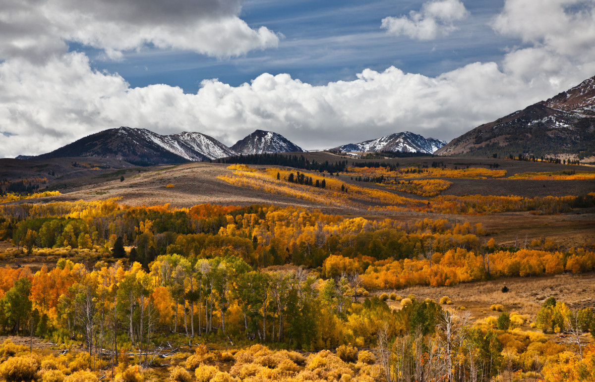 How to Distinguish a Quaking Aspen From a White Birch