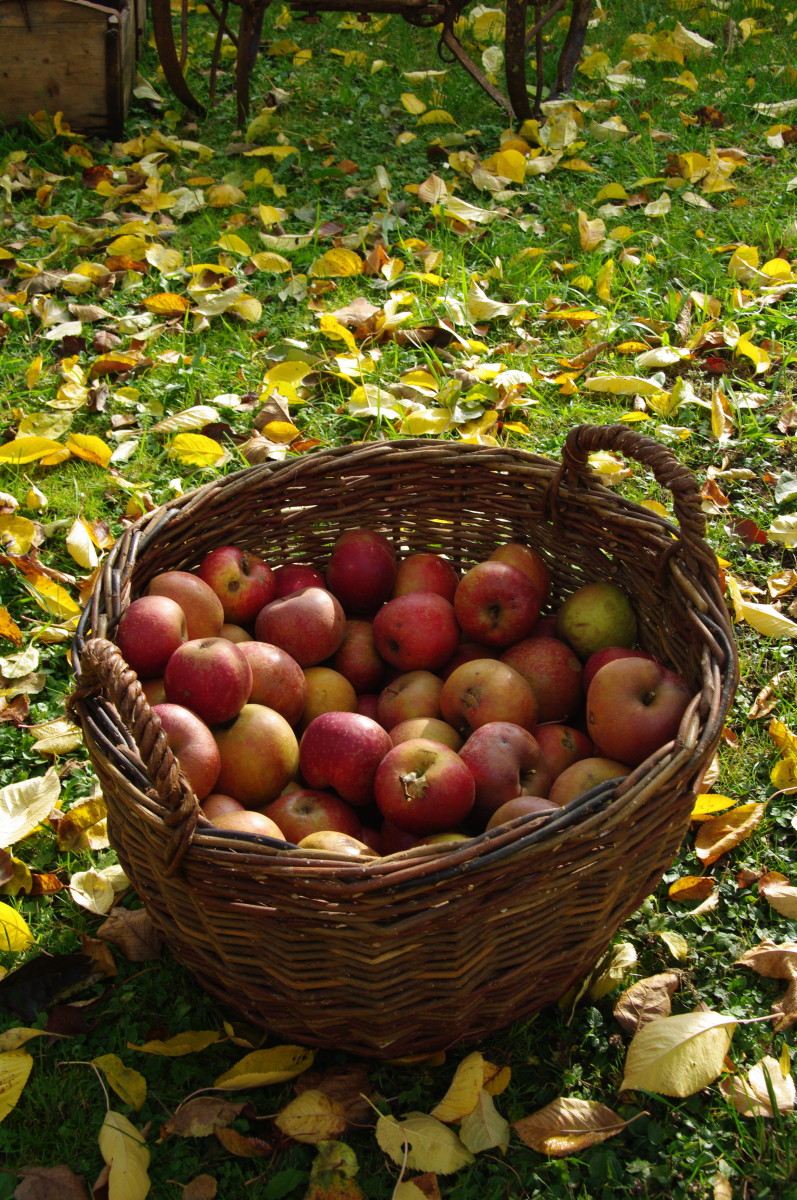 Delicious Autumn Recipes Inspired by Steilacoom’s Apple Squeeze