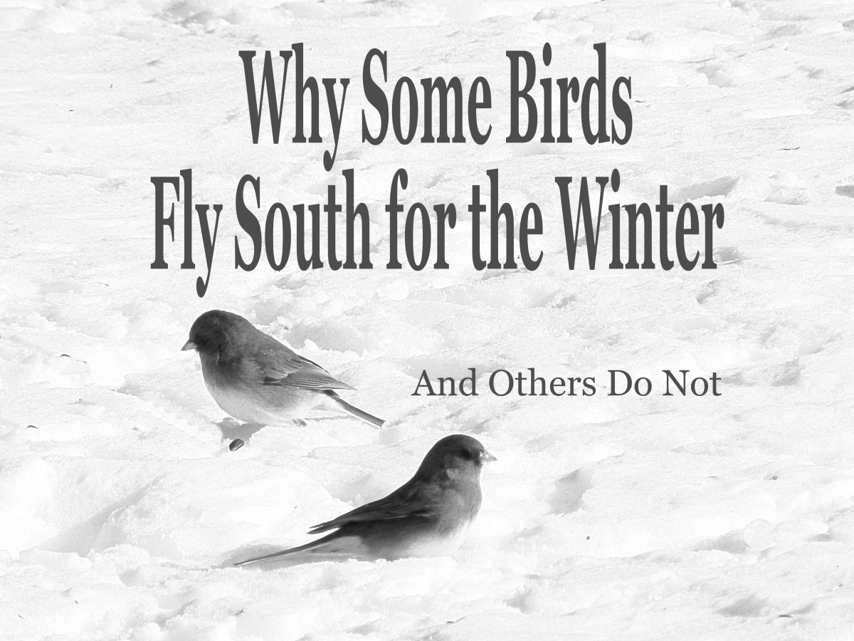 Why do some birds fly south for the winter while others stay to brave the cold and snow?