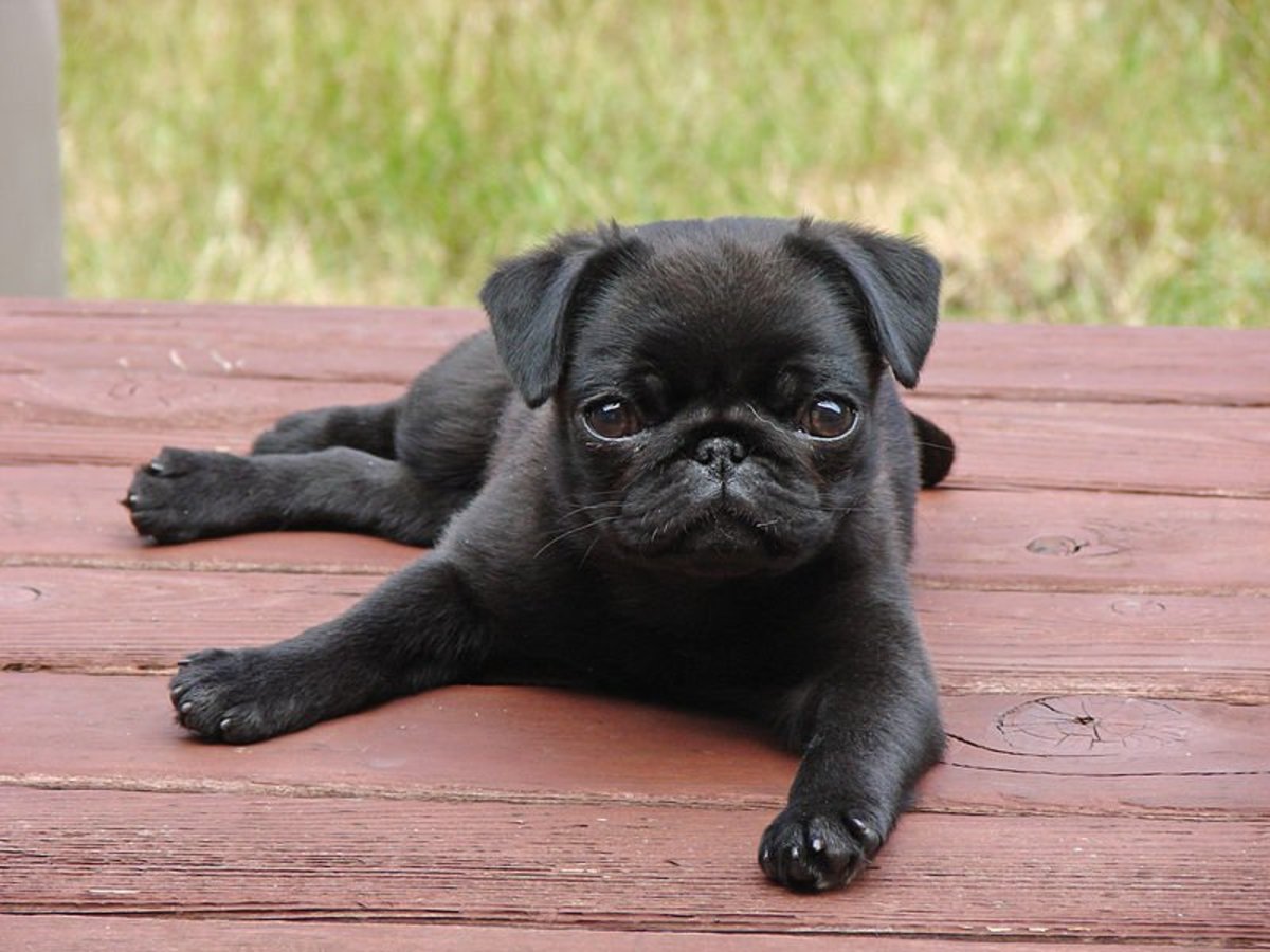 Black pug puppy in search of the perfect name.