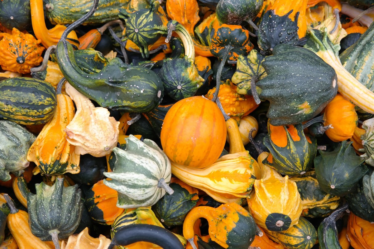 Exploring Winter Squash: There's More to Life Than Pumpkin Spice