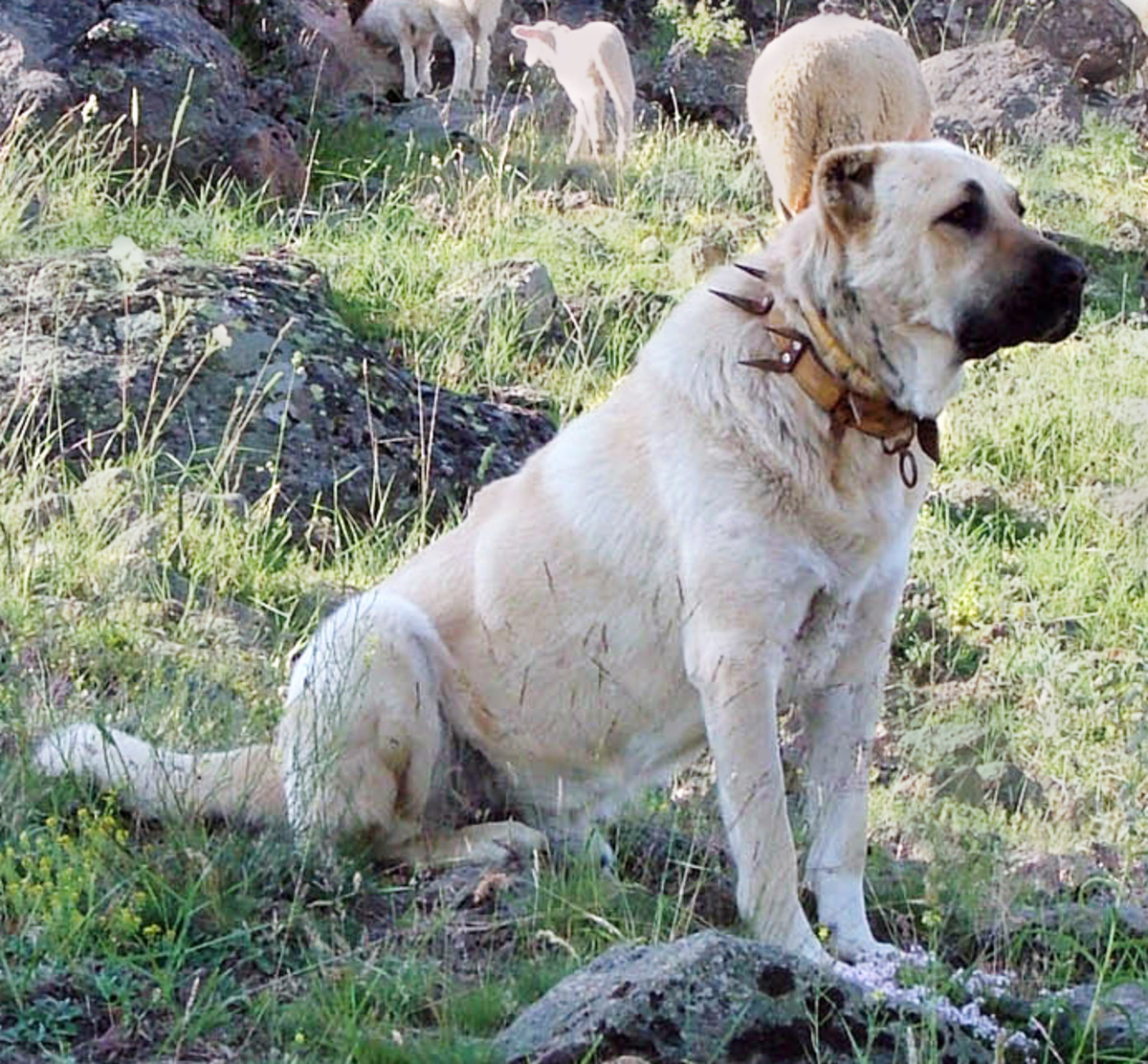 can female dogs be guard dogs