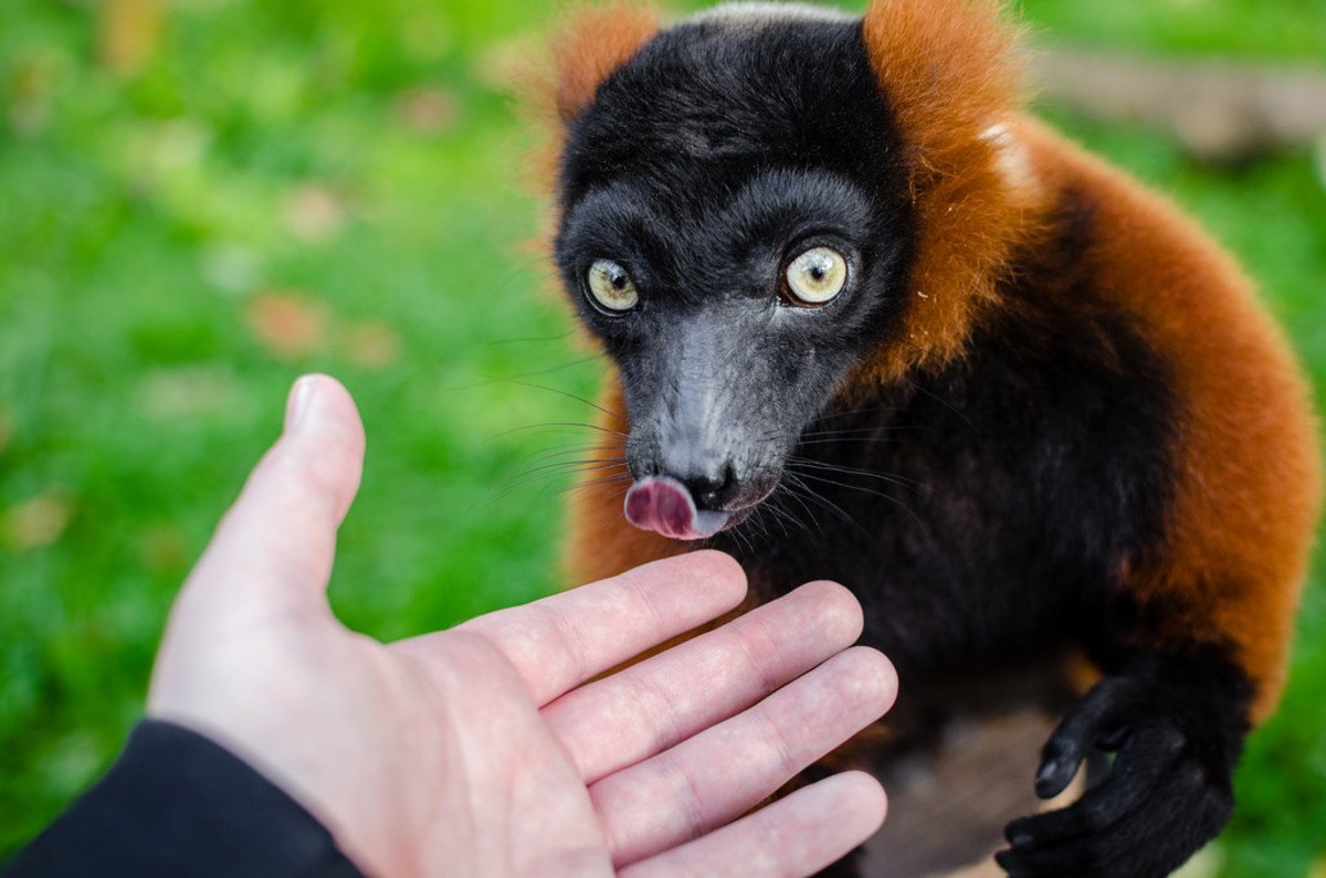 Exotic Pets Are They Hard To Care For PetHelpful