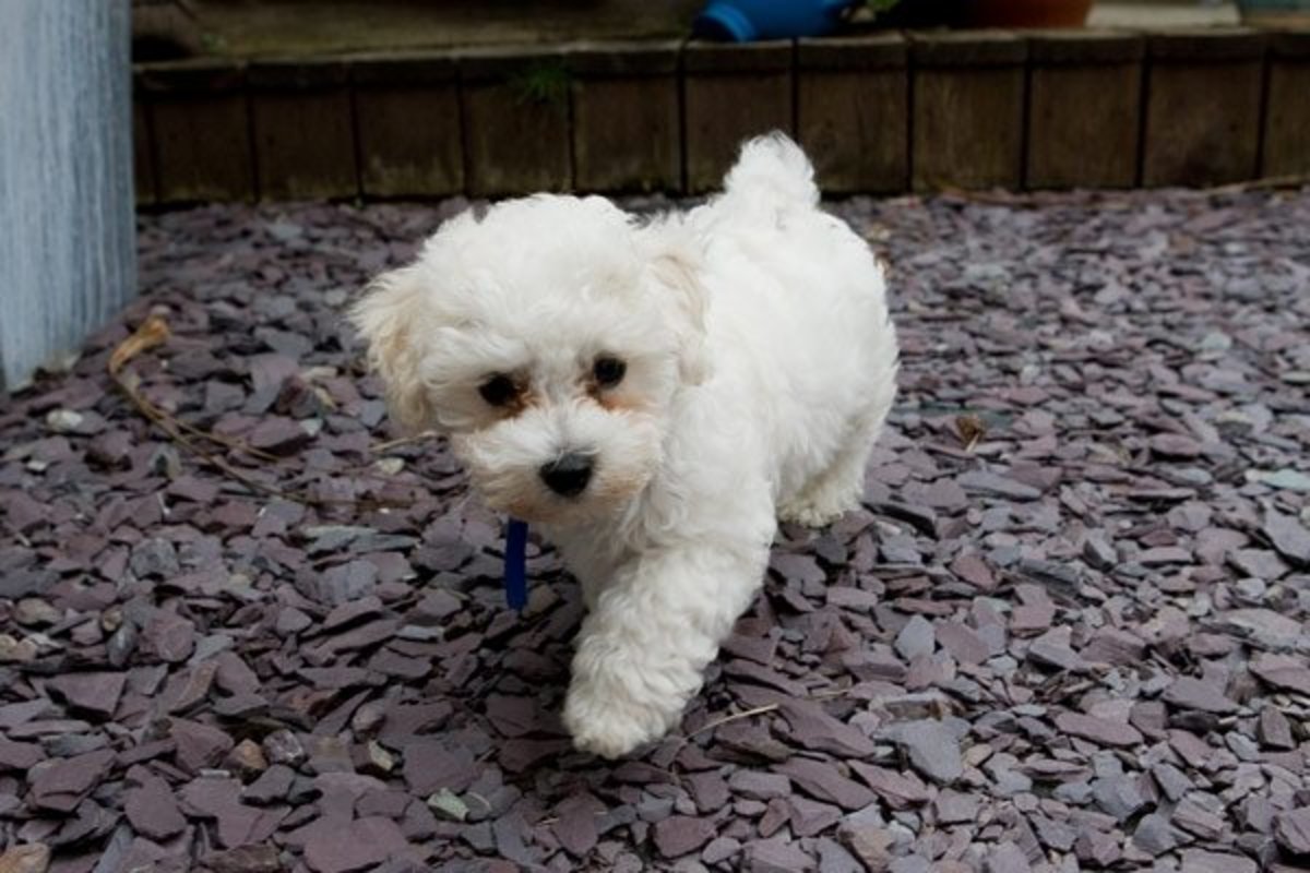 The Bichon is a great small dog breed for your
family.