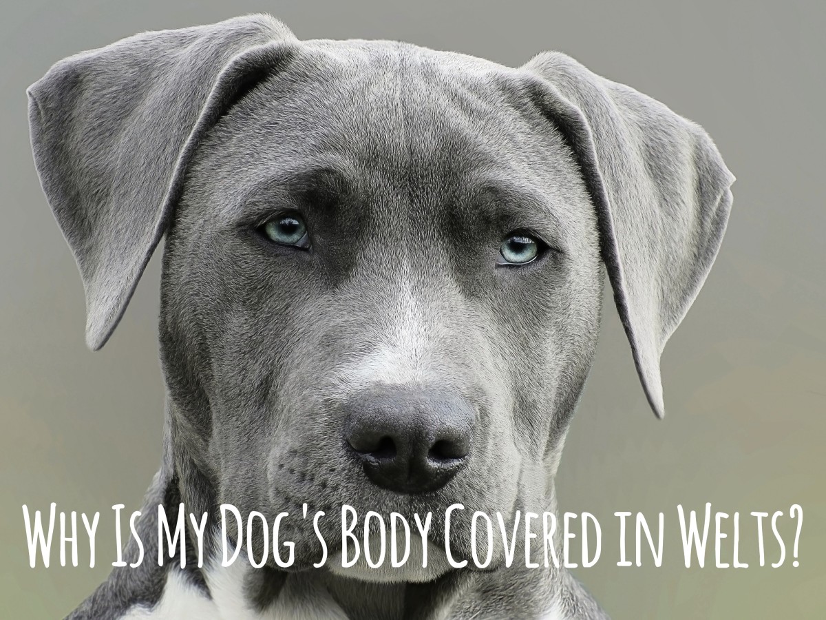 Bumps or welts on your dog may be caused by a number of environmental triggers.