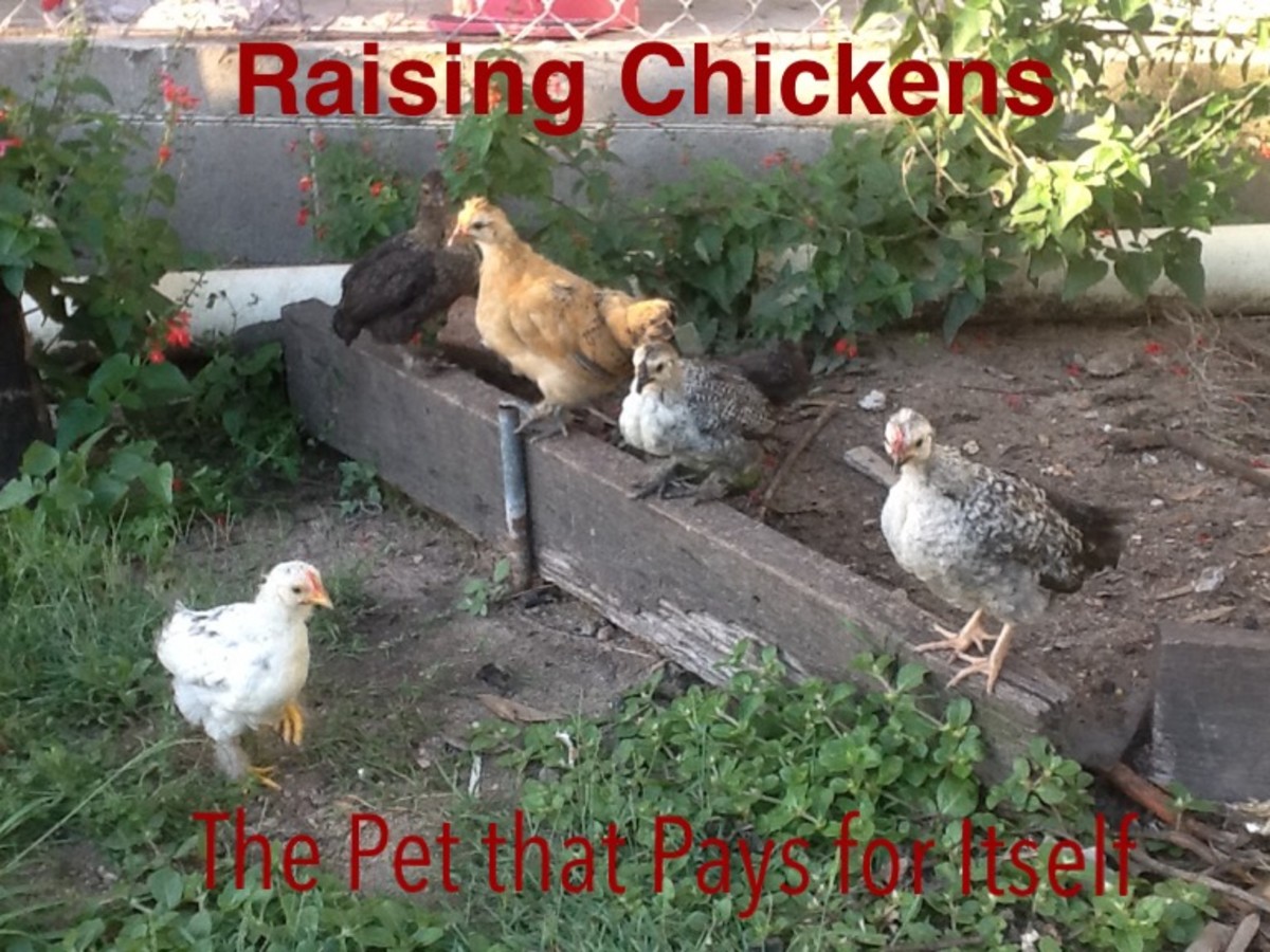 Raising Chickens The Pet That Pays For Itself Pethelpful