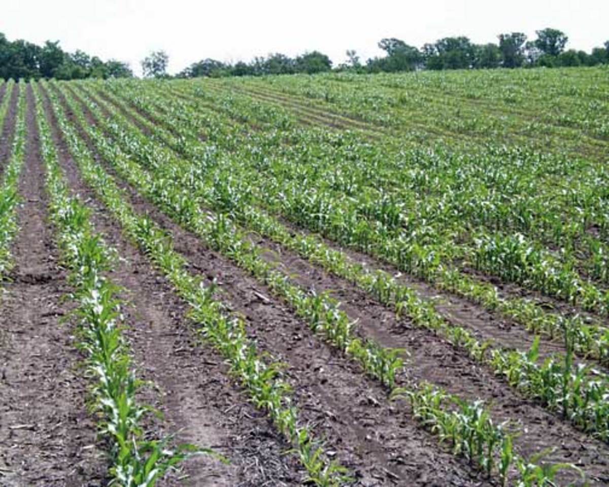 Uneven corn rows on relatively new land