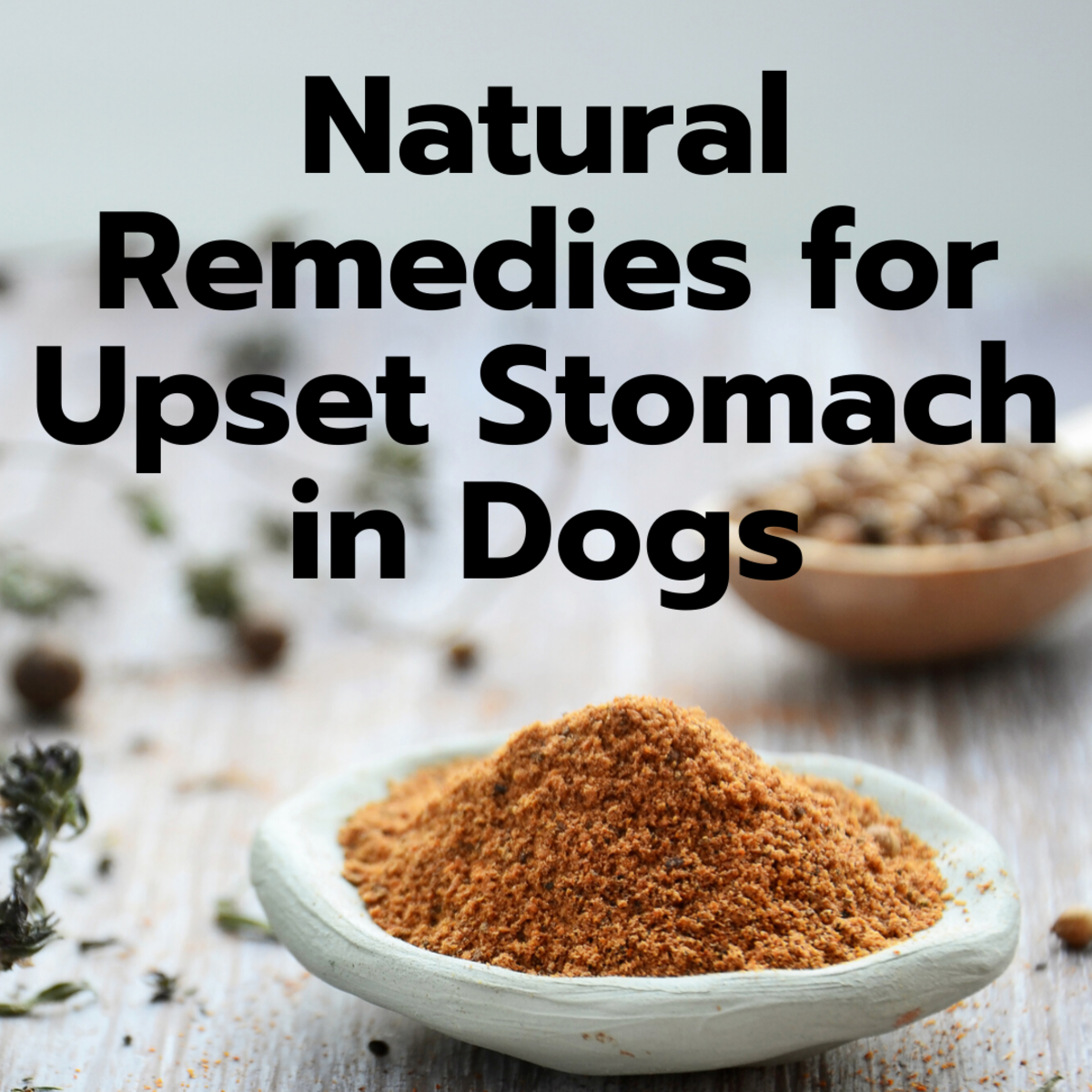 7 Easy Home Remedies For A Dog s Upset Stomach PetHelpful