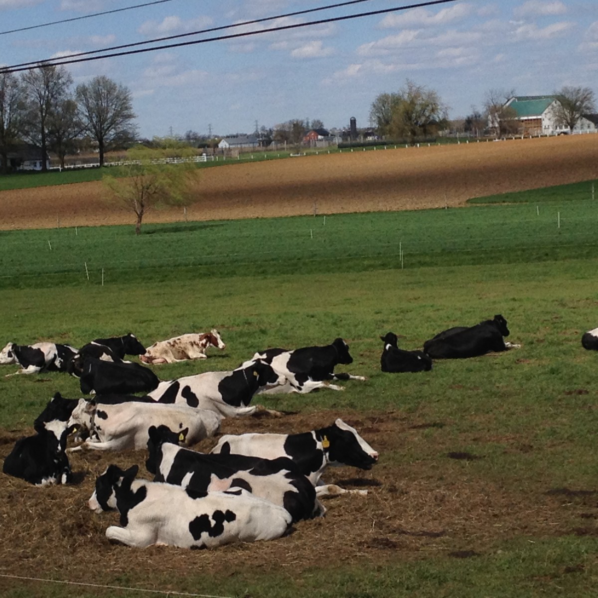 Cattle resting on a farm in Lancaster, Pennsylvania- just a three hour day trip from NYC