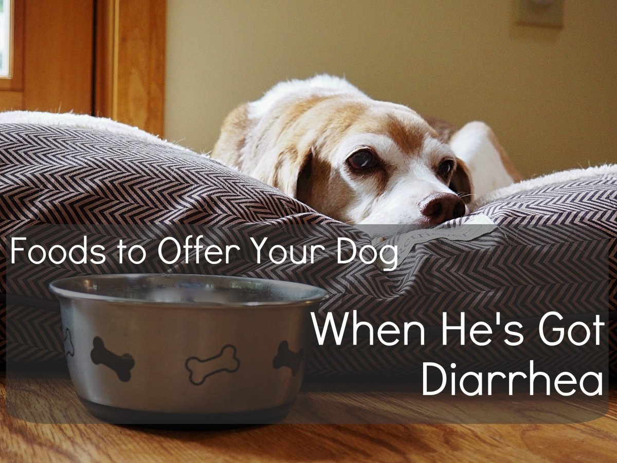 12 Human Foods To Give To Dogs With Diarrhea Or Upset Stomach 