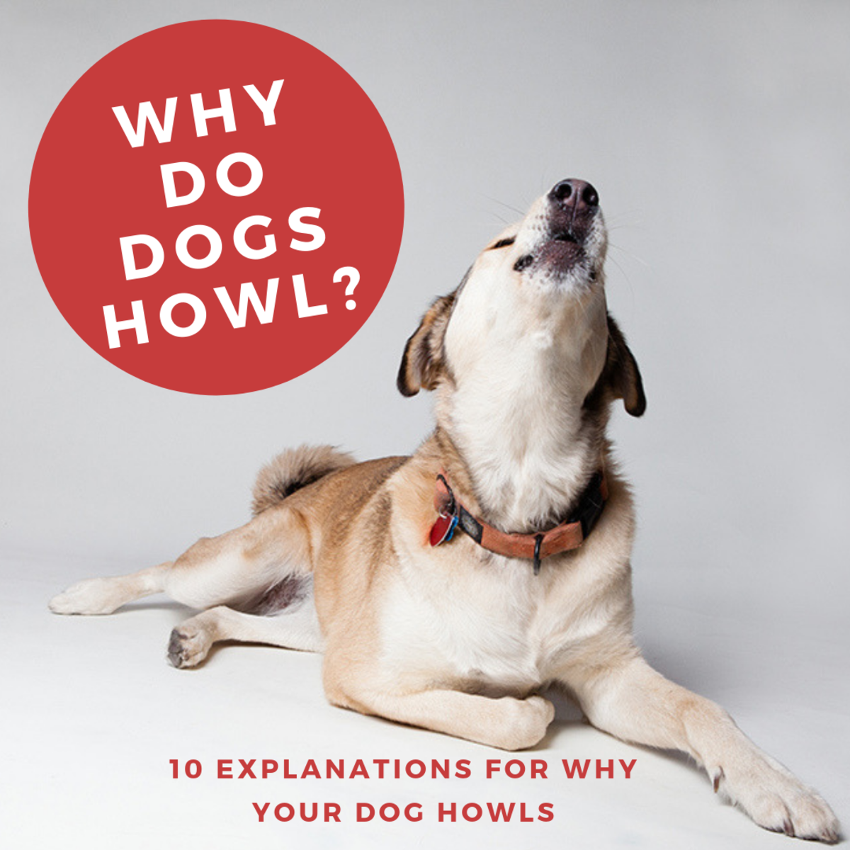 10 Reasons Why Dogs Howl