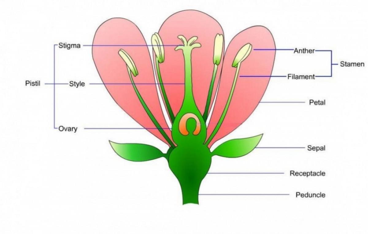 How to Identify Six Plant Families Using Their Flowers