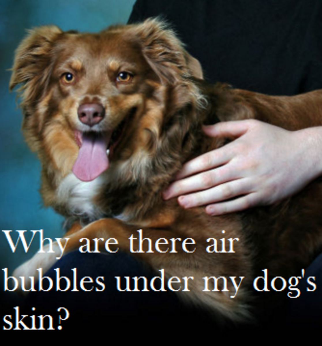 why-does-my-dog-have-air-bubbles-under-the-skin
